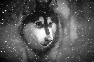 Close-up portrait of dog on snow