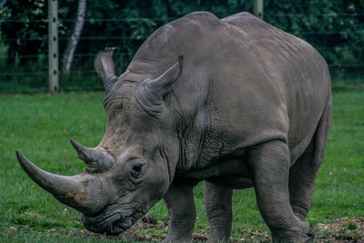 Elephant in a zoo