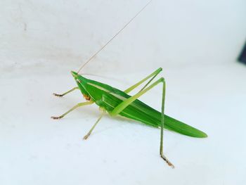 Close-up of grasshopper against white background