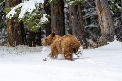 View of an animal on snow covered land