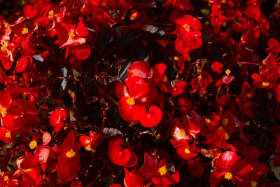 Full frame shot of red flowers