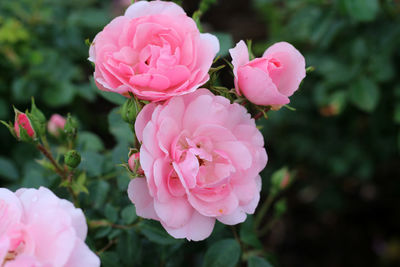 Close-up of pink roses