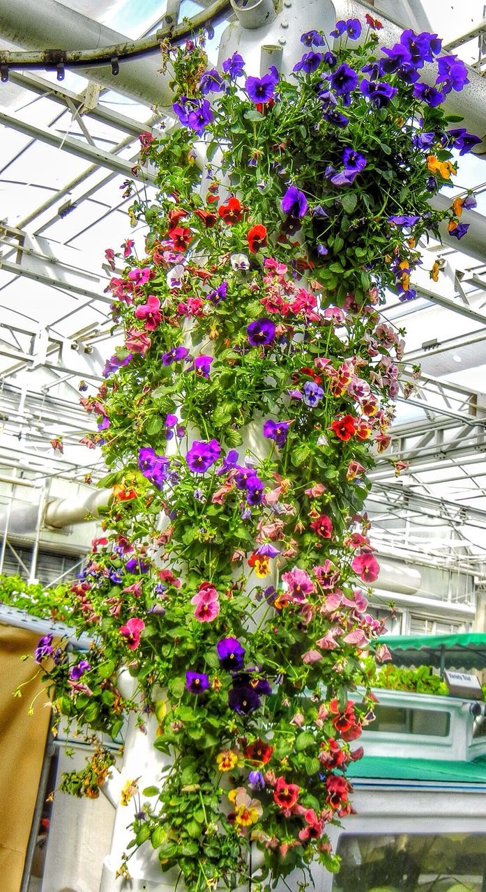 flower, freshness, fragility, growth, plant, blooming, petal, beauty in nature, nature, in bloom, built structure, building exterior, potted plant, blossom, flower head, architecture, house, pink color, botany, multi colored