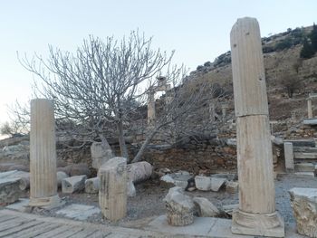 Bare tree against built structure