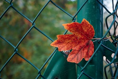 Red maple leaf with autumn colors in autumn season