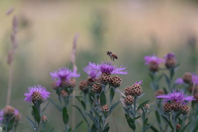 Close-up of bee pollinating on purple flower