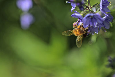 Close-up of bee pollinating on purple flower