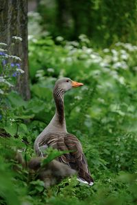 Close-up of goose in grass field. 