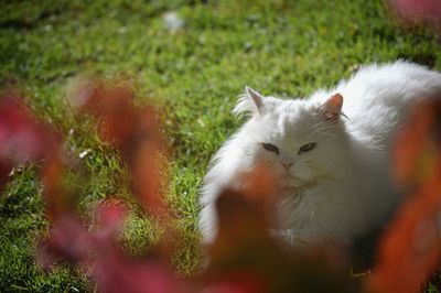 High angle view of cat resting on grassy field