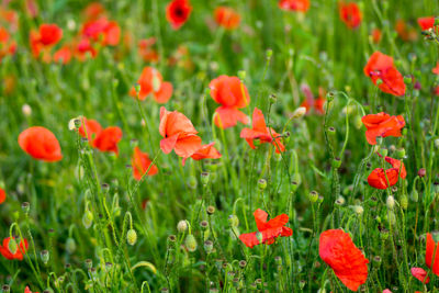 Close-up of red poppy flowers in field