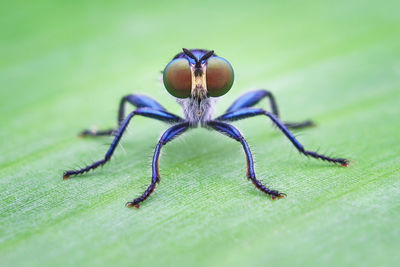 Close-up of insect