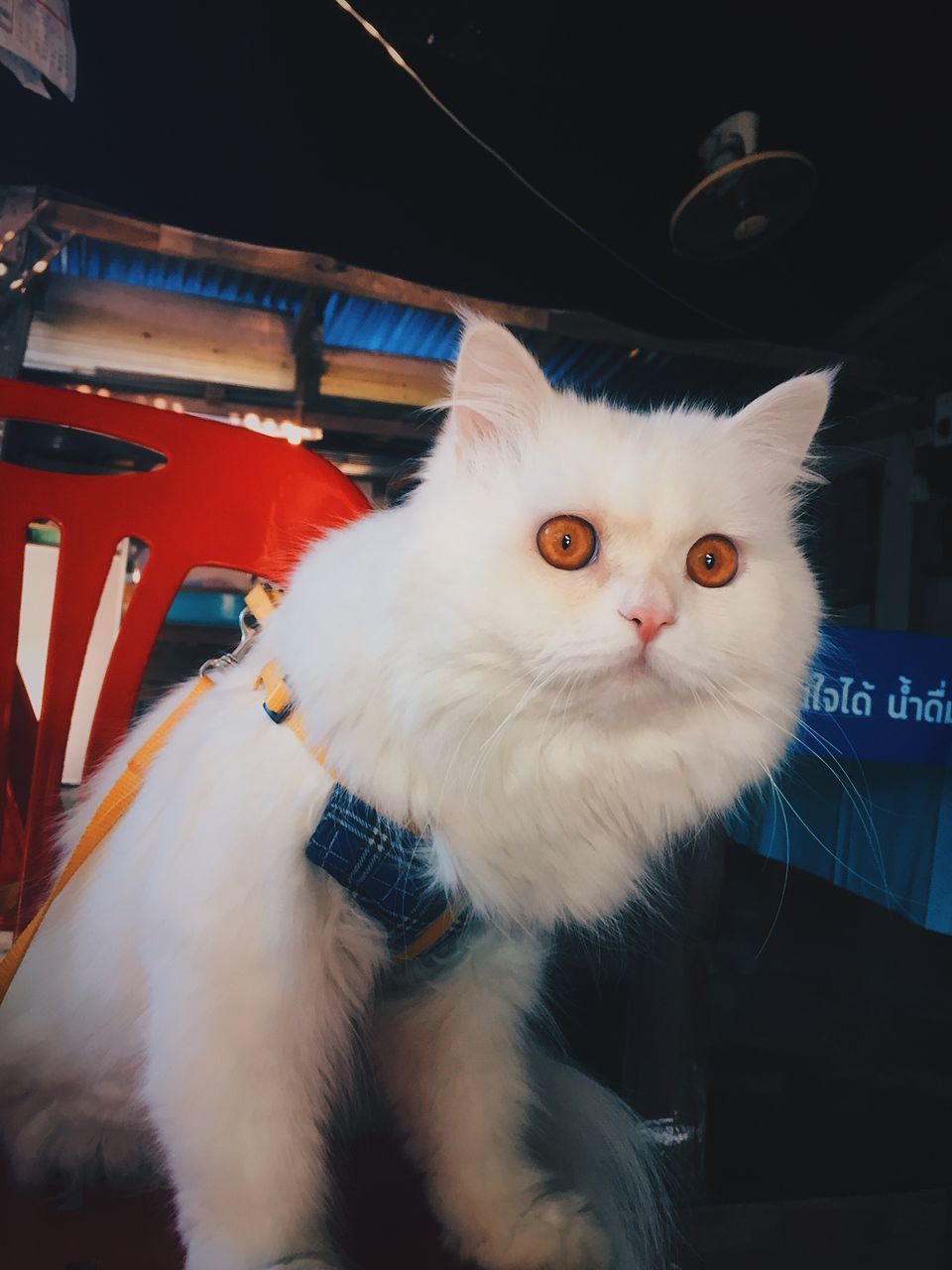 PORTRAIT OF CAT SITTING ON FLOOR