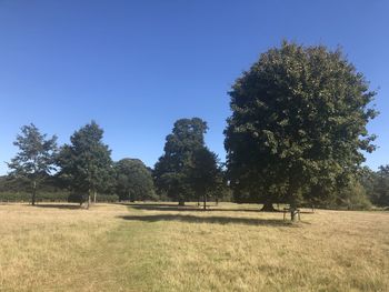 Trees on field against clear blue sky