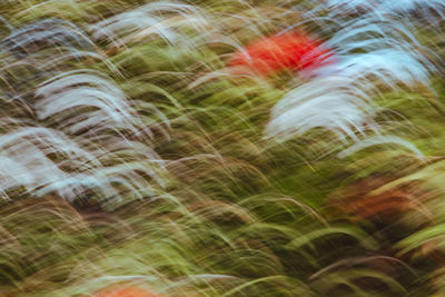 Full frame shot of multi colored plants