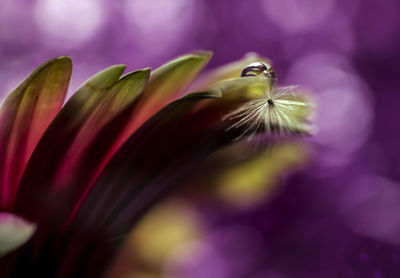 Close-up of honey bee on purple flower