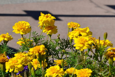 Close-up of yellow flowers blooming outdoors