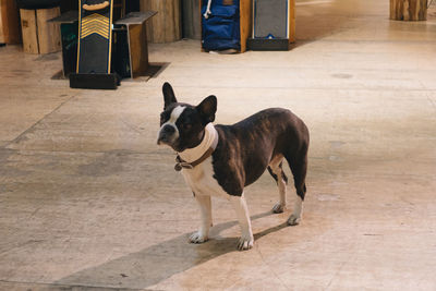 High angle view of french bulldog on street