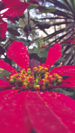 Close-up of red flowering plant