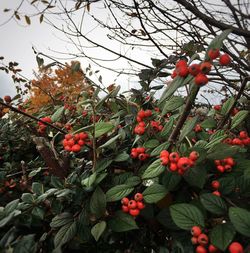 Low angle view of red flowers on tree