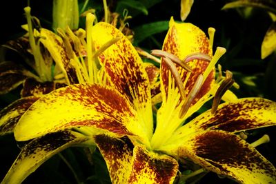 Close-up of plant against blurred background