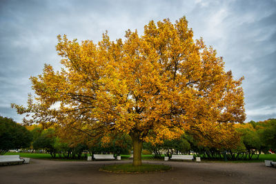 Trees in park during autumn