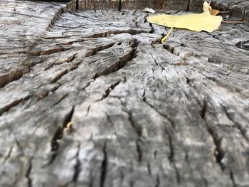 Close-up of tree trunk