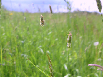 Close-up of plants growing on grassy field
