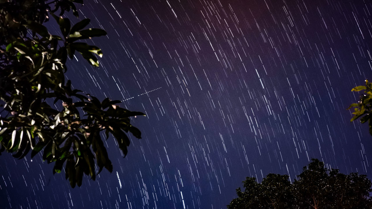 LOW ANGLE VIEW OF PLANT AGAINST SKY AT NIGHT