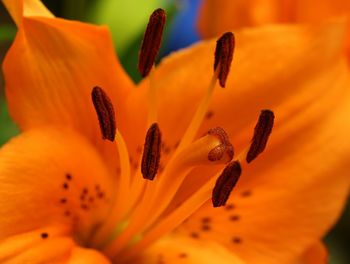 Close-up of orange flower