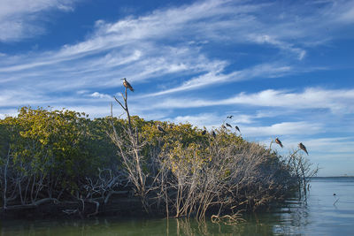 View of birds in lake against sky