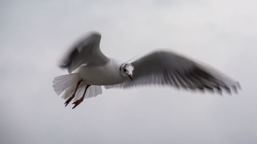Low angle view of seagull flying