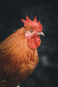 domestic animals