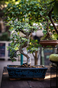 Close-up of potted plant on table