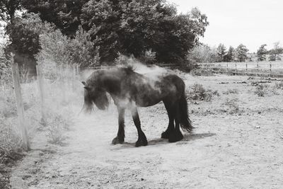 Full length of elephant standing on field