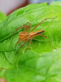 Close-up of insect on leaf