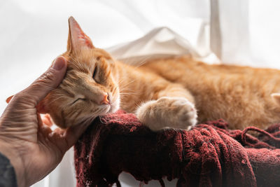 Close-up of cat sleeping