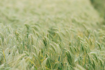 Close-up of wheat field