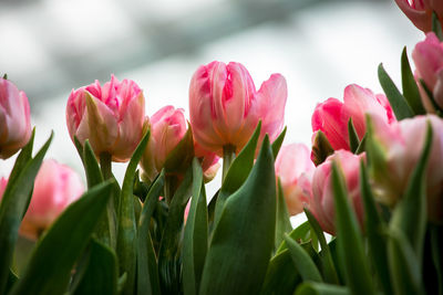 Close-up of pink tulips