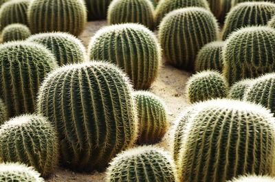 Close-up of succulent plant on field