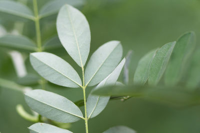 Close-up of green leaves