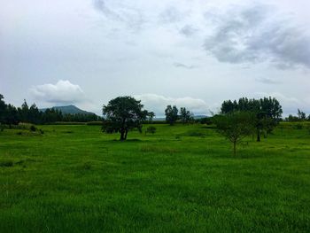 Trees on field against sky