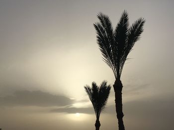 Close-up of silhouette palm tree against sky during sunset