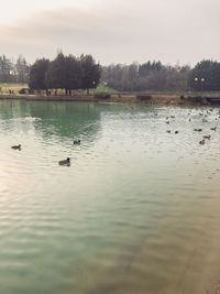 Birds swimming in lake