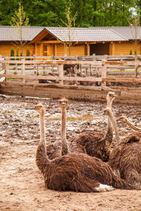 View of birds on field