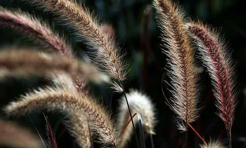 Close-up of plants