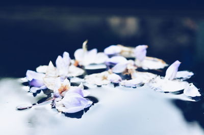 Close-up of white flowers blooming outdoors