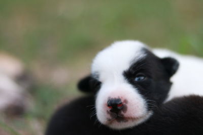 Close-up portrait of puppy