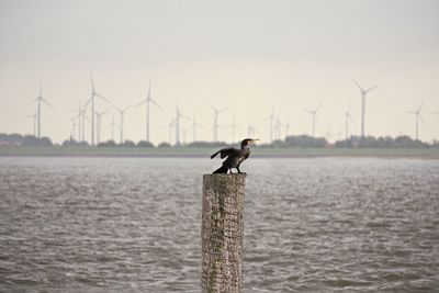 View of bird on wooden post against sky