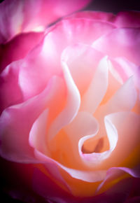 Full frame shot of pink petals