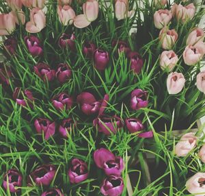 Pink flowers growing on field